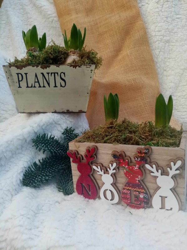 Hyacinths gift sets 