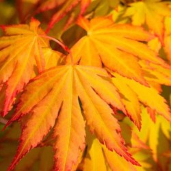 Japanese Maple