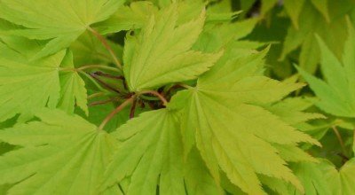 What to do in the Garden in March
