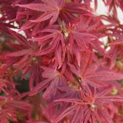 Acer Shaina