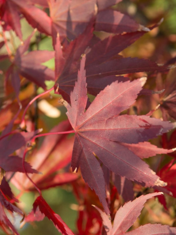 Acer \'Atropurpureum\' 120cm