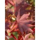 Acer \'Atropurpureum\' 120cm