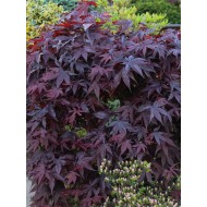 Acer 'Bloodgood' (L)