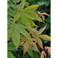 Acer 'Chitoseyama'