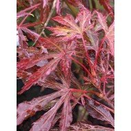 Acer pal. 'Extravaganza'