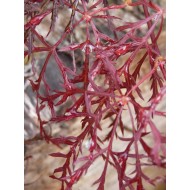Acer pal. 'Red Feathers'