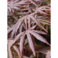 Acer 'Trompenburg' 
