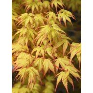 Acer pal. 'Katsura' 80cm 