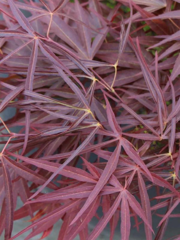 Acer 'Red Pygmy'