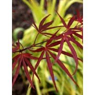 Acer 'Beni Otake'
