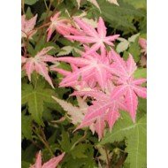 Acer 'Oridono-Nishiki' 90cm