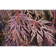 Acer 'Inaba Shidare' 