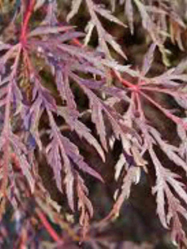 Acer 'Inaba Shidare' Acer 'Inaba Shidare'