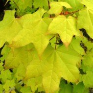 Acer cappadocicum 'Aureum'