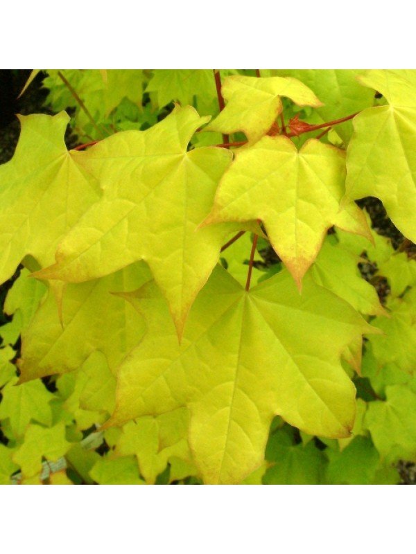 Acer cappadocicum 'Aureum'