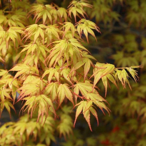 Acer pal. 'Katsura' - 140cm | Japanese Maple | Lucan Garden Centre