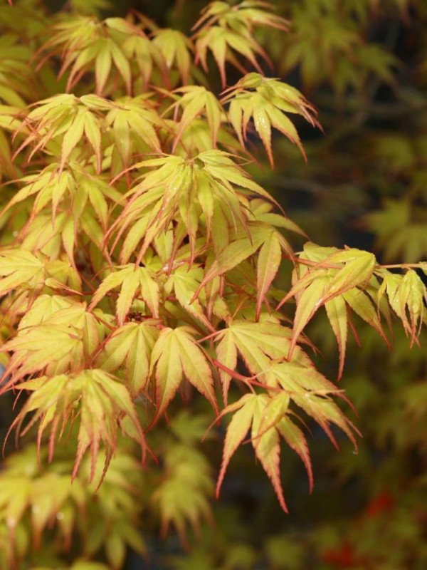 Acer pal. 'Katsura' Acer pal. 'Katsura'