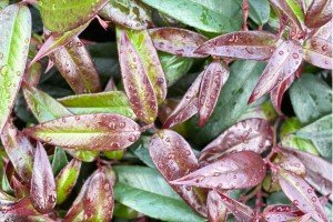 What to do in the Garden in October