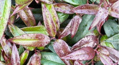 What to do in the Garden in October