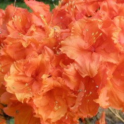 Rhododendron
