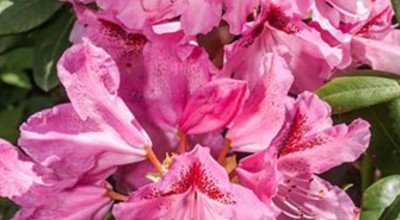 What to do in the Garden in April