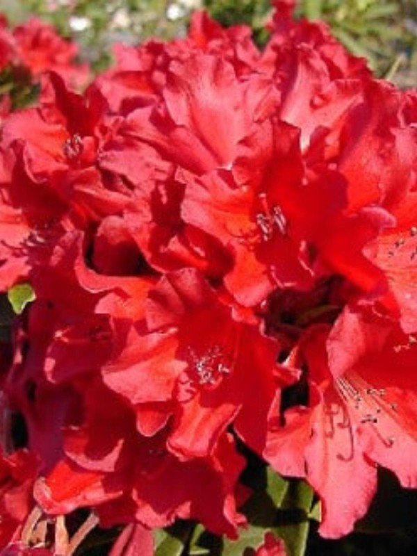 Rhododendron - in variety 