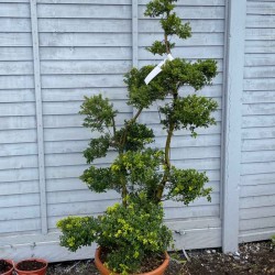 Ilex Crenata Cloud Tree