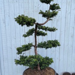 Taxus bonsai