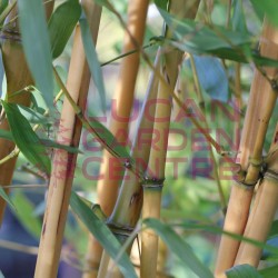 Bamboo