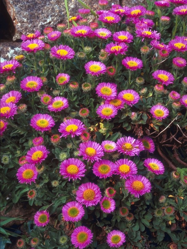 Erigeron 'Sea Breeze' Erigeron 'Sea Breeze'