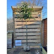Prunus 'Novita' Espalier 120 x 100