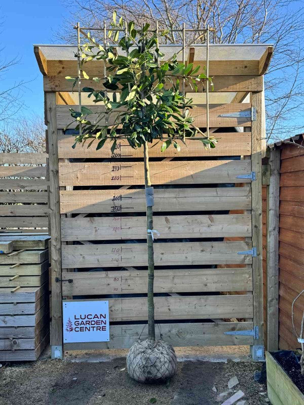 Prunus 'Novita' Espalier 120 x 100