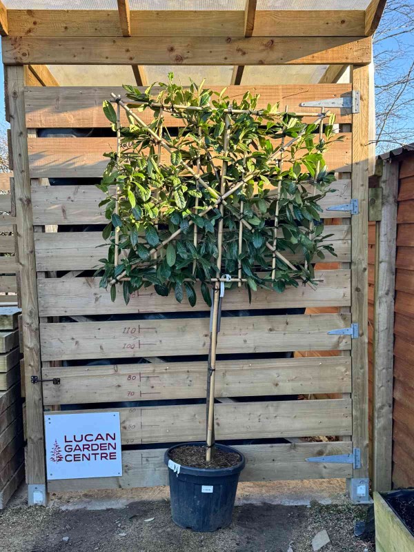 Prunus 'Novita' Espalier