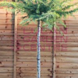 Cedrus Aurea
