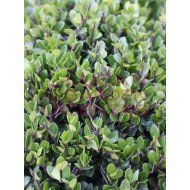 Ilex crenata 'Jenny'