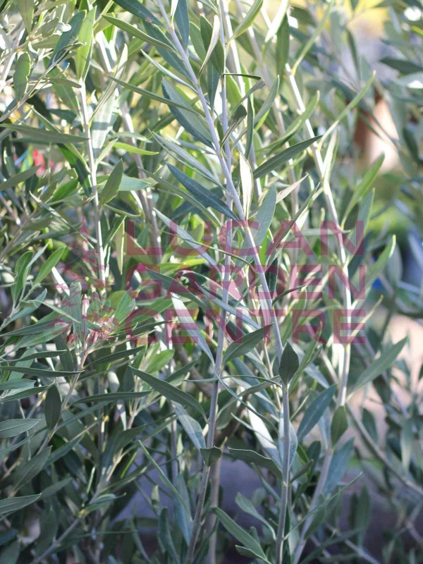 Olive Tree (Olea Europaea) 'Cipressino'