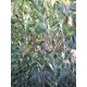 Olive Tree (Olea Europaea) 'Cipressino'