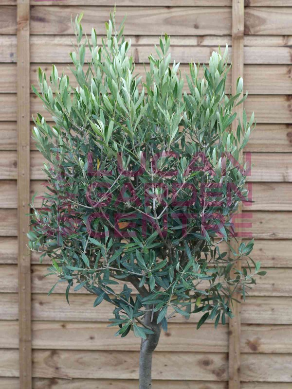 Olive Tree 'Olea Europaea' Std 120cm