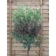 Olive Tree 'Olea Europaea' Std 160cm