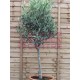 Olive Tree 'Olea Europaea' Std 120cm