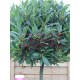 Bay Tree 130cm Std