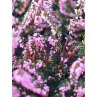 Erica carnea in variety (Heather)