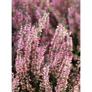 Erica carnea in variety (Heather)