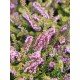 Erica carnea in variety