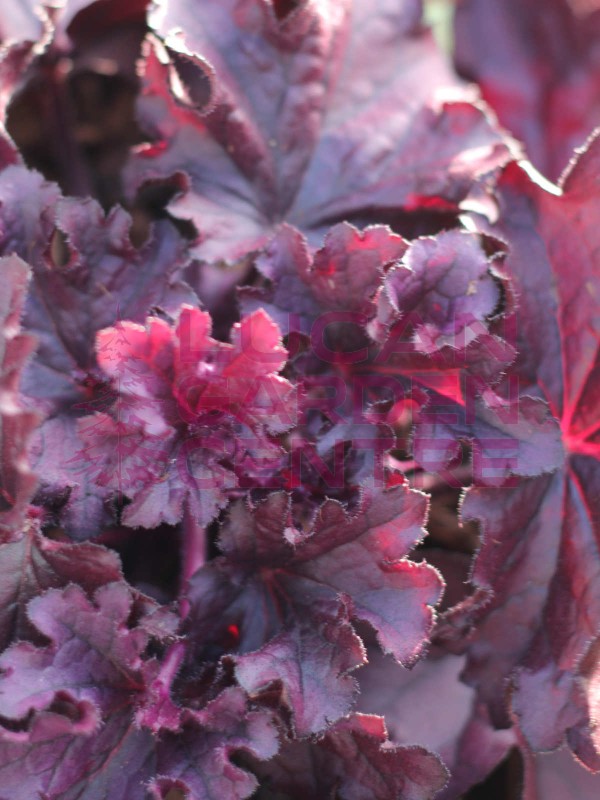 Heuchera \'Forever Purple\'