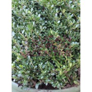 Ilex crenata 'Glory Gem'