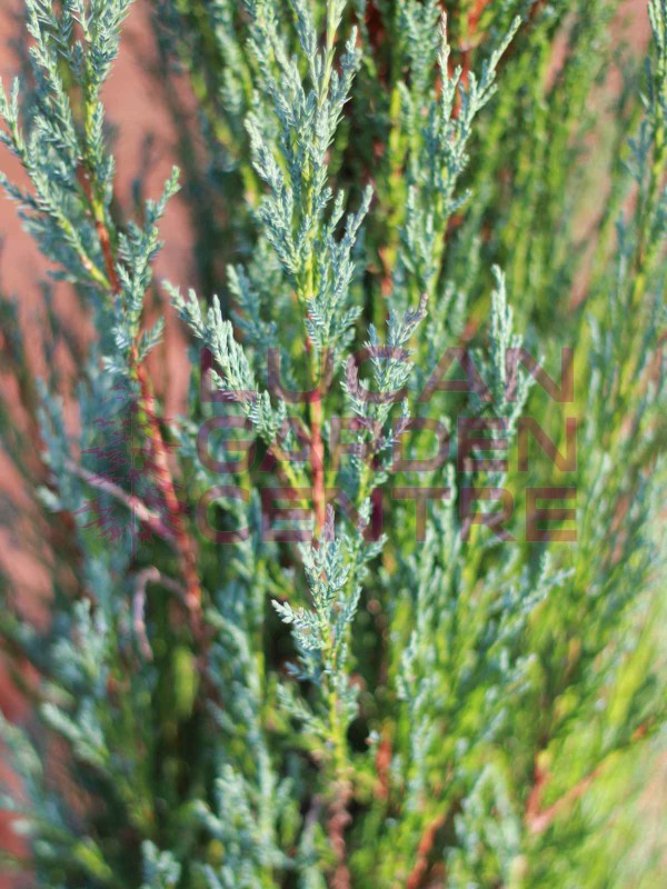 Juniperus 'Blue Arrow' 15Litre