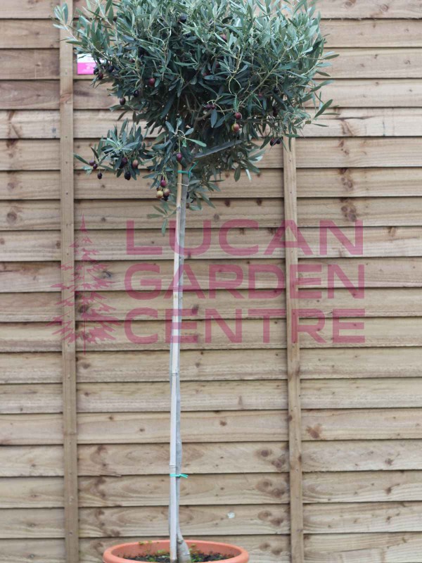 Olive Tree 'Olea Europaea' Std 160cm