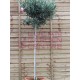 Olive Tree 'Olea Europaea' Std 160cm