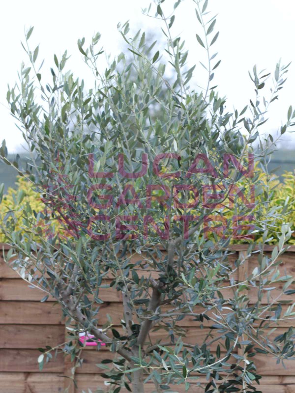 Olive Tree (Olea Europaea) 'Forma Toscana' 